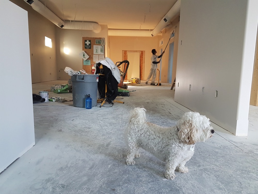 A small white dog walking around a house being remodeled